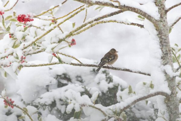 European Winter Landscapes and Wildlife Collection